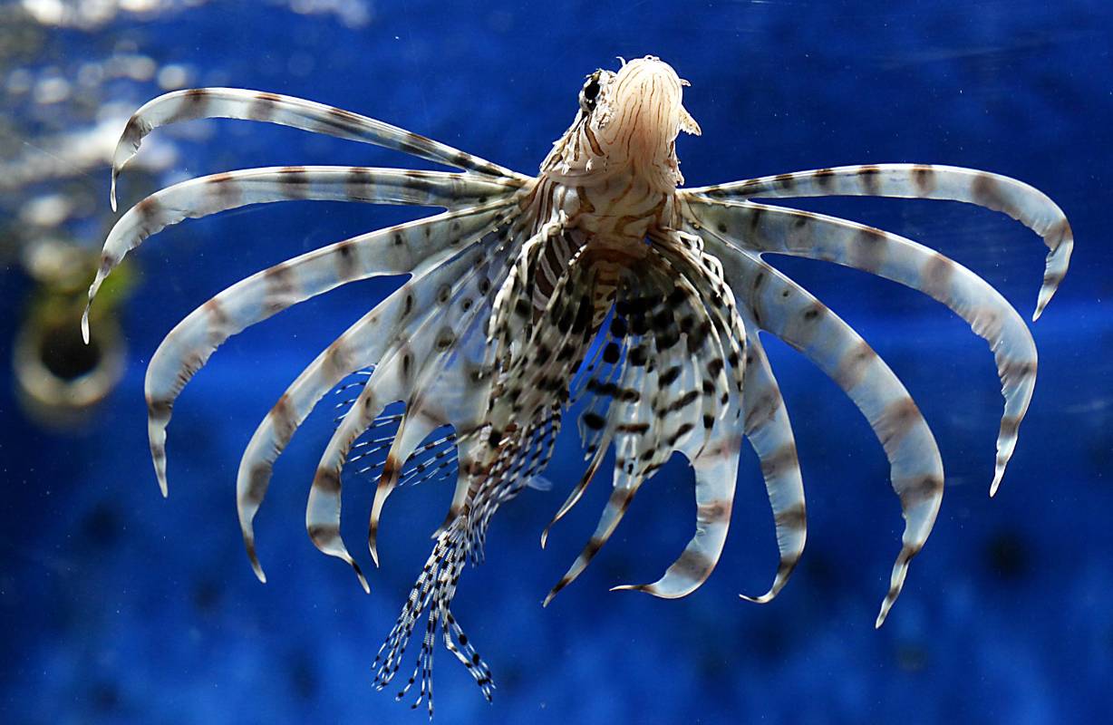 Siendo una especie marina invasiva en Colombia, el pez león es una de las mayores amenazas para las especies nativas del mar caribe. Foto: Julio César Herrera