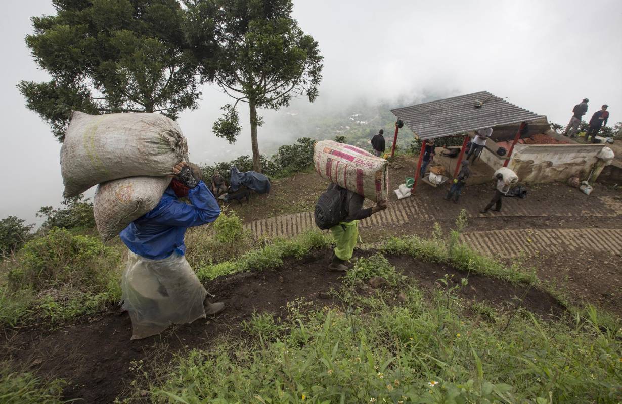 Existe la posibilidad del que el café Colombiano deje de cotizar en la bolsa de Nueva York. Los caficultores piden al gobierno medidas de urgencias como el apoyo directo al preció que se mantiene por debajo de un dólar la libra. Foto: Manual Saldarriaga Quintero