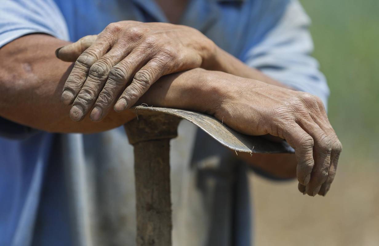 Nuestros campesinos siguen con su labor diaria de cultivar la tierra para que en medio de esta crisis tengamos los alimentos necesarios. Ellos también son nuestros héroes. Foto: Manuel Saldarriaga Quintero