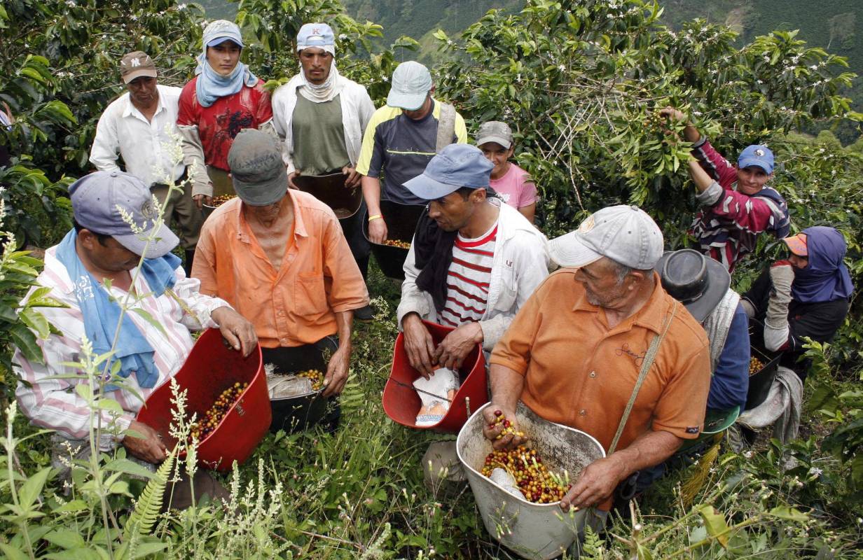 Existe la posibilidad del que el café Colombiano deje de cotizar en la bolsa de Nueva York. Los caficultores piden al gobierno medidas de urgencias como el apoyo directo al preció que se mantiene por debajo de un dólar la libra. Foto: Manual Saldarriaga Quintero