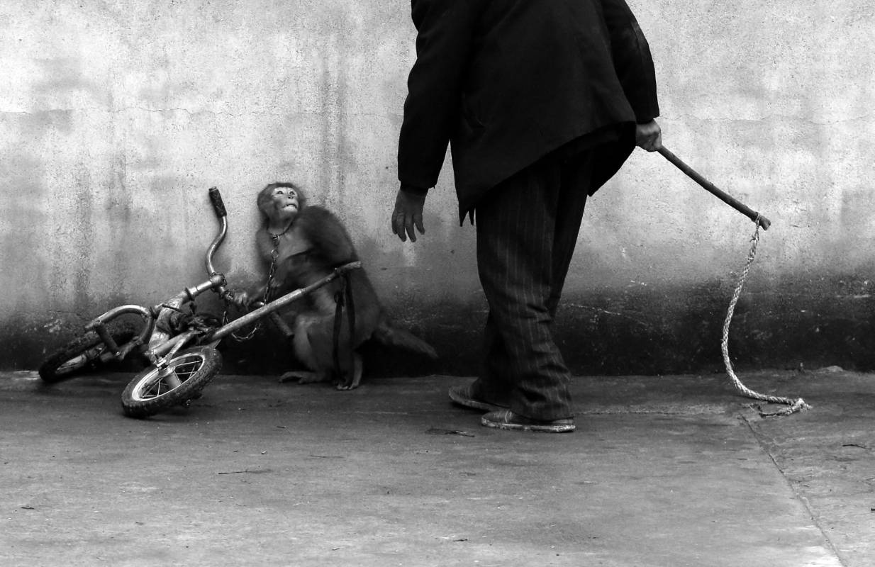 El fotógrafo chino Yongzhi Chu es el ganador en la categoría individual de Naturaleza. La imagen muestra a un mono mientras es adiestrado para trabajar en un circo. FOTO AP