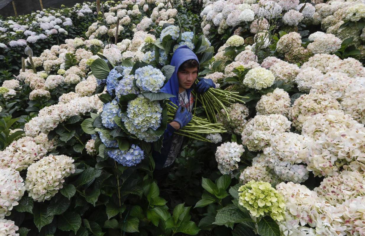 Los campesinos, aunque tienen cultivos para exportar, han tenido que botar sus flores. Foto: Manuel Saldarriaga Quintero.