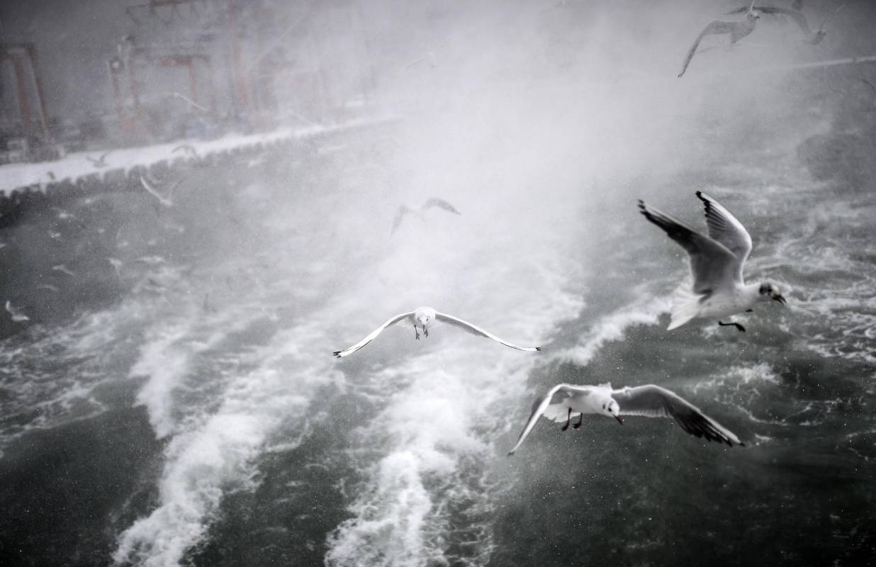 Las gaviotas vuelan sobre el Bósforo durante las fuertes nevadas en la parte asiática de Estambul. FOTO AFP