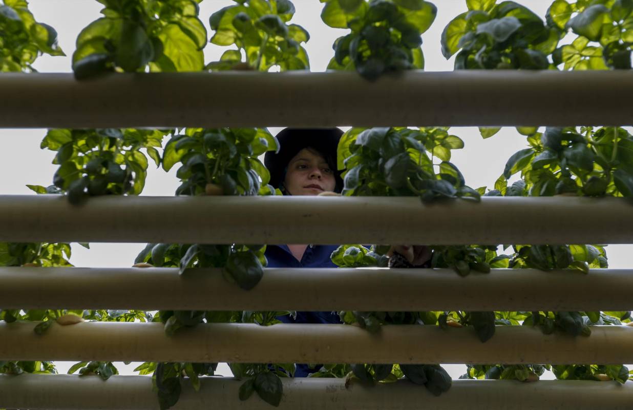 El programa de emprendimiento Aura Hidroponía busca expandir estos cultivos en balcones y terrazas de la cuidad. Se pueden producir flores, hortalizas y aromáticas. Foto: Manuel Saldarriaga Quintero