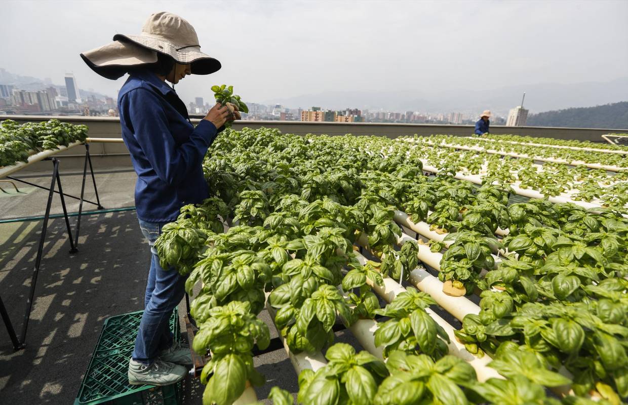 El programa de emprendimiento Aura Hidroponía busca expandir estos cultivos en balcones y terrazas de la cuidad. Se pueden producir flores, hortalizas y aromáticas. Foto: Manuel Saldarriaga Quintero