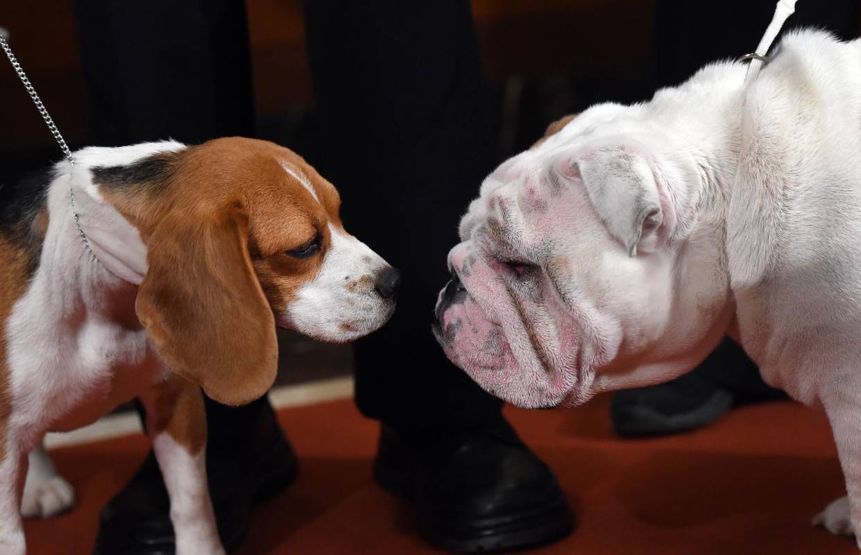 El bulldog y el beagle ocupan el 4to y 5to puesto respectivamente. FOTO AFP