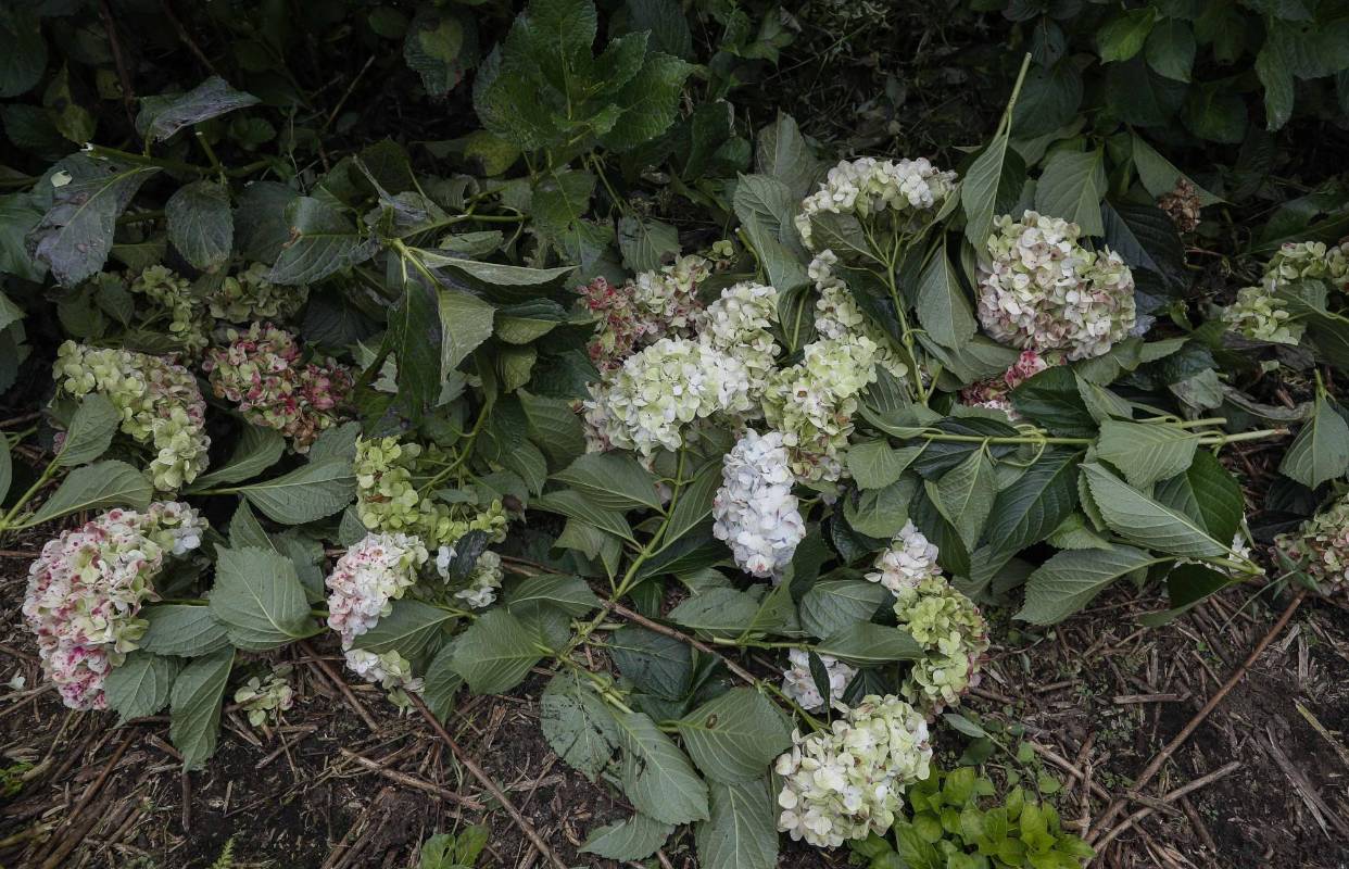 Los campesinos, aunque tienen cultivos para exportar, han tenido que botar sus flores. Foto: Manuel Saldarriaga Quintero.