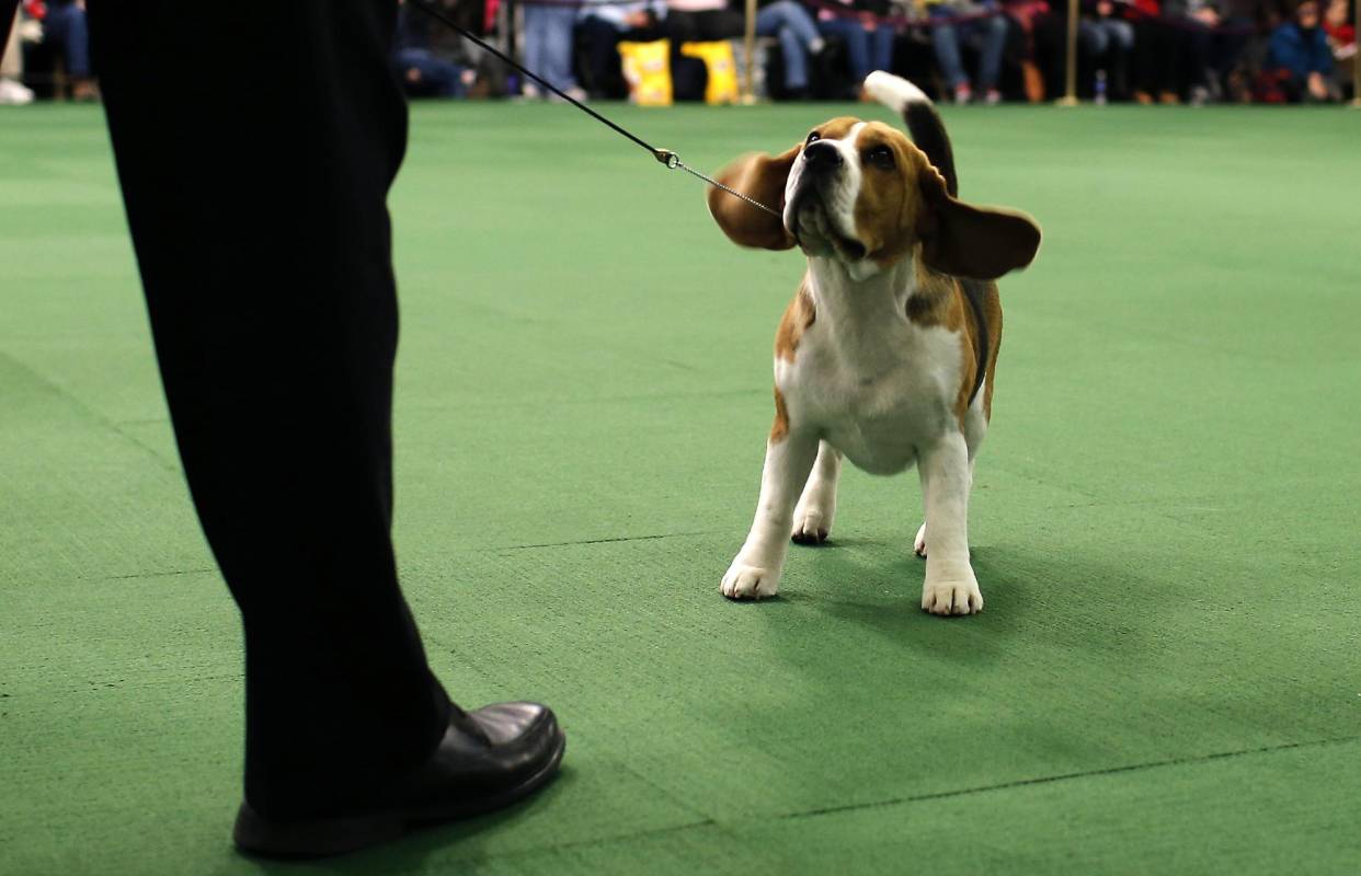 Un beagle junto a su entrenador. FOTO REUTERS