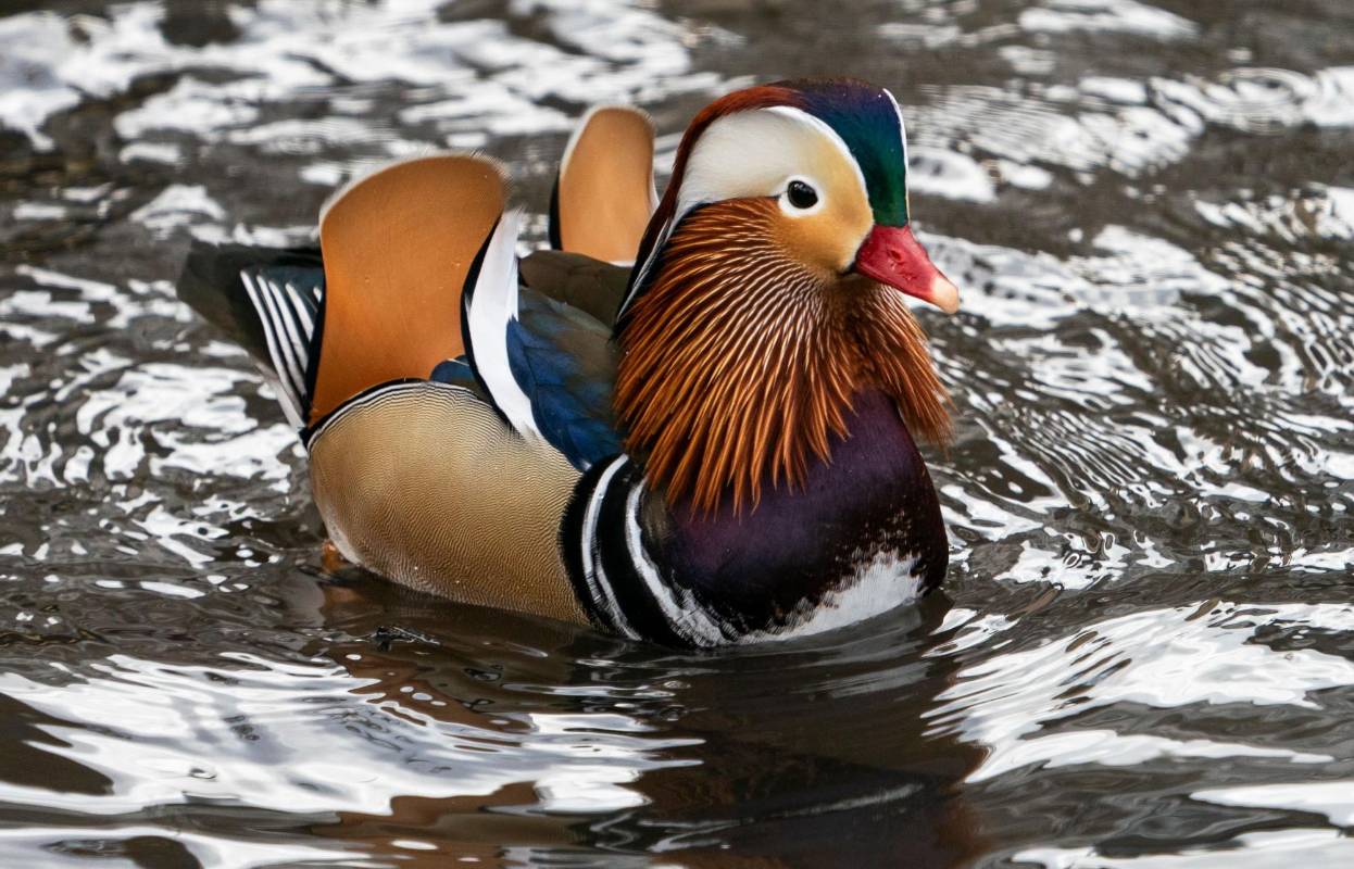 Aunque su hábitat natural se encuentra en China y Japón, a miles de kilómetros de Manhattan y atravesando el océano Pacífico, este pato mandarín es ahora visto regularmente entre las especies de aves del Central Park en Estados Unidos. Los zoológicos de la ciudad dicen que entre sus animales no tienen registro de esta especie. Foto: AFP