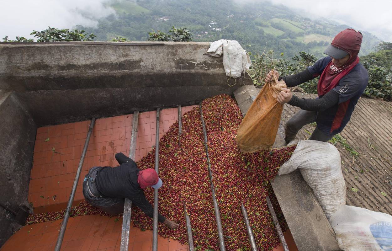 Existe la posibilidad del que el café Colombiano deje de cotizar en la bolsa de Nueva York. Los caficultores piden al gobierno medidas de urgencias como el apoyo directo al preció que se mantiene por debajo de un dólar la libra. Foto: Manual Saldarriaga Quintero