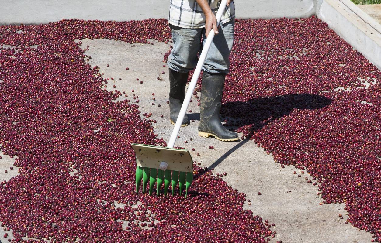 Existe la posibilidad del que el café Colombiano deje de cotizar en la bolsa de Nueva York. Los caficultores piden al gobierno medidas de urgencias como el apoyo directo al preció que se mantiene por debajo de un dólar la libra. Foto: Manual Saldarriaga Quintero