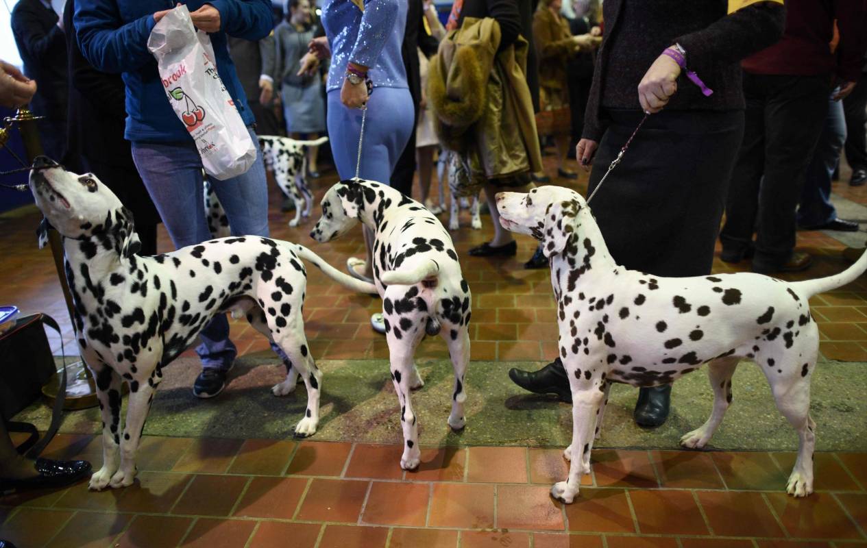 Un grupo de dálmatas se prepara para salir a competencia. FOTO AFP