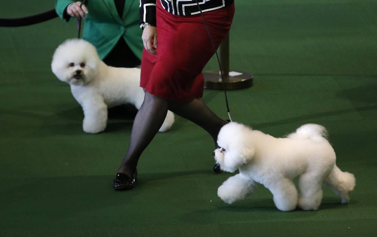 Bichon Frise. FOTO REUTERS
