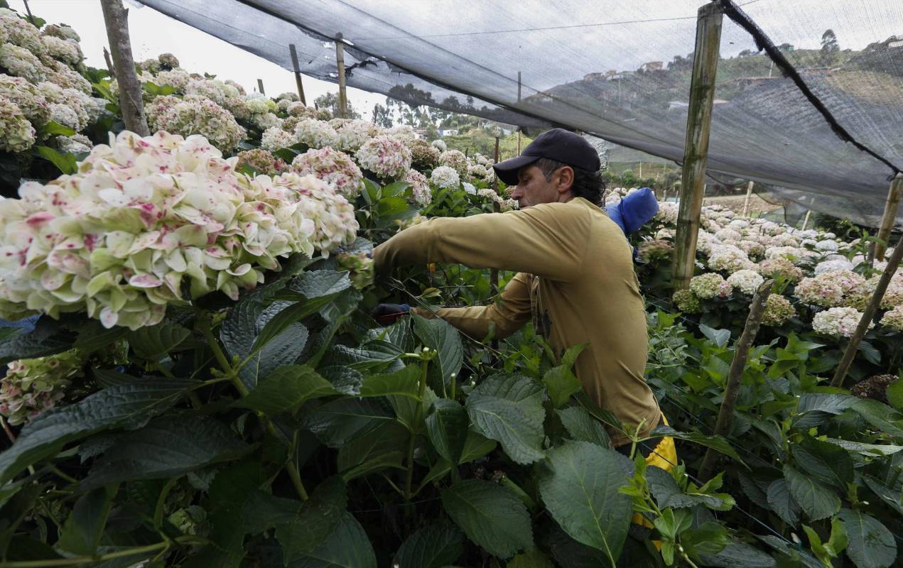 No hay forma de que lleguen a sus clientes naciones e internacionales. Foto: Manuel Saldarriaga Quintero.