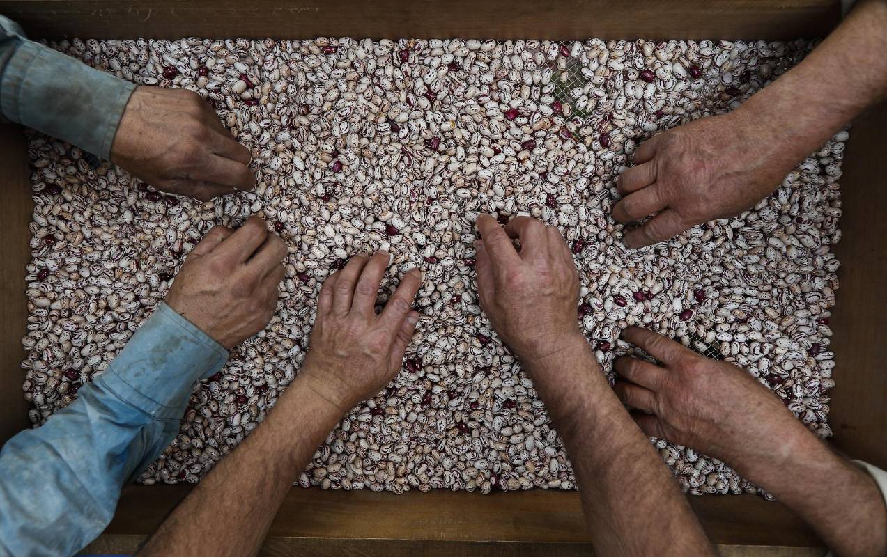 Nuestros campesinos siguen con su labor diaria de cultivar la tierra para que en medio de esta crisis tengamos los alimentos necesarios. Ellos también son nuestros héroes. Foto: Manuel Saldarriaga Quintero