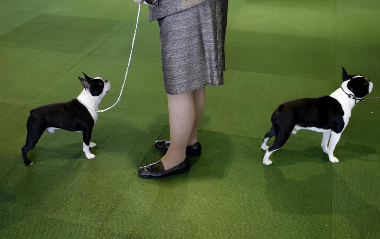 Boston Terriers. FOTO REUTERS