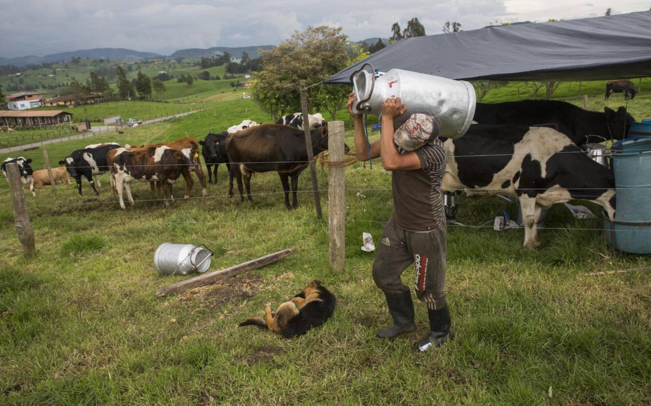 Luis Taborda, en una finca de San Pedro de los Milagros, carga una caneca que puede contener hasta 40 litros de leche. Foto: Edwin Bustamante