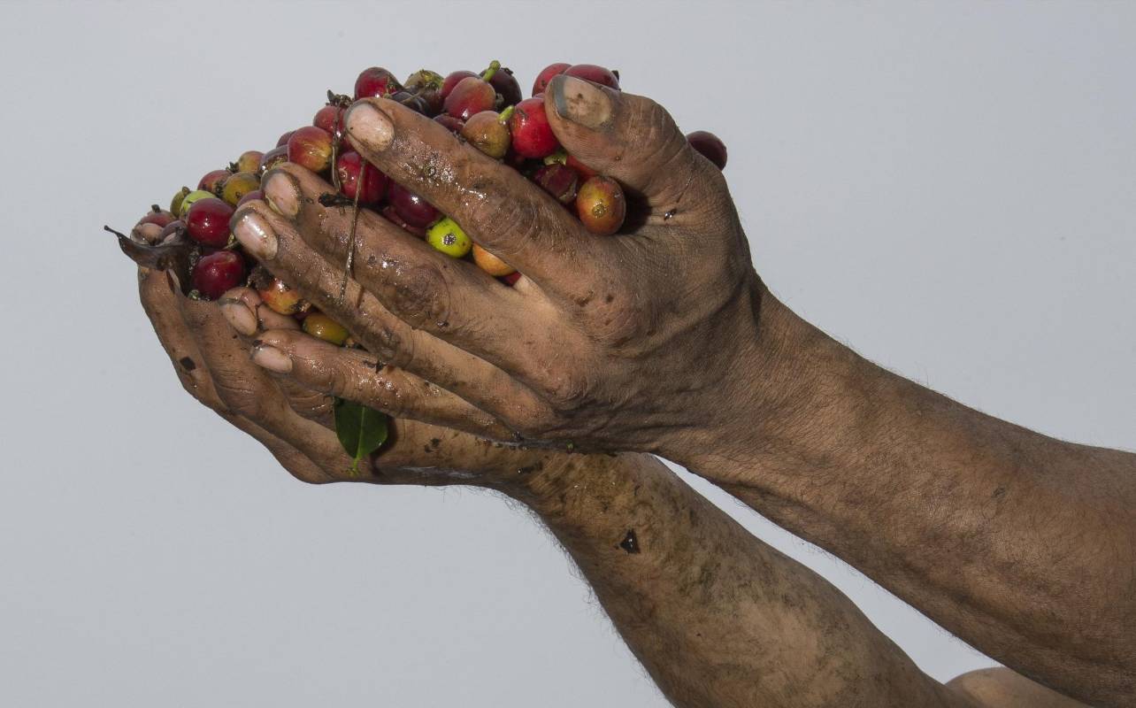 Existe la posibilidad del que el café Colombiano deje de cotizar en la bolsa de Nueva York. Los caficultores piden al gobierno medidas de urgencias como el apoyo directo al preció que se mantiene por debajo de un dólar la libra. Foto: Manual Saldarriaga Quintero