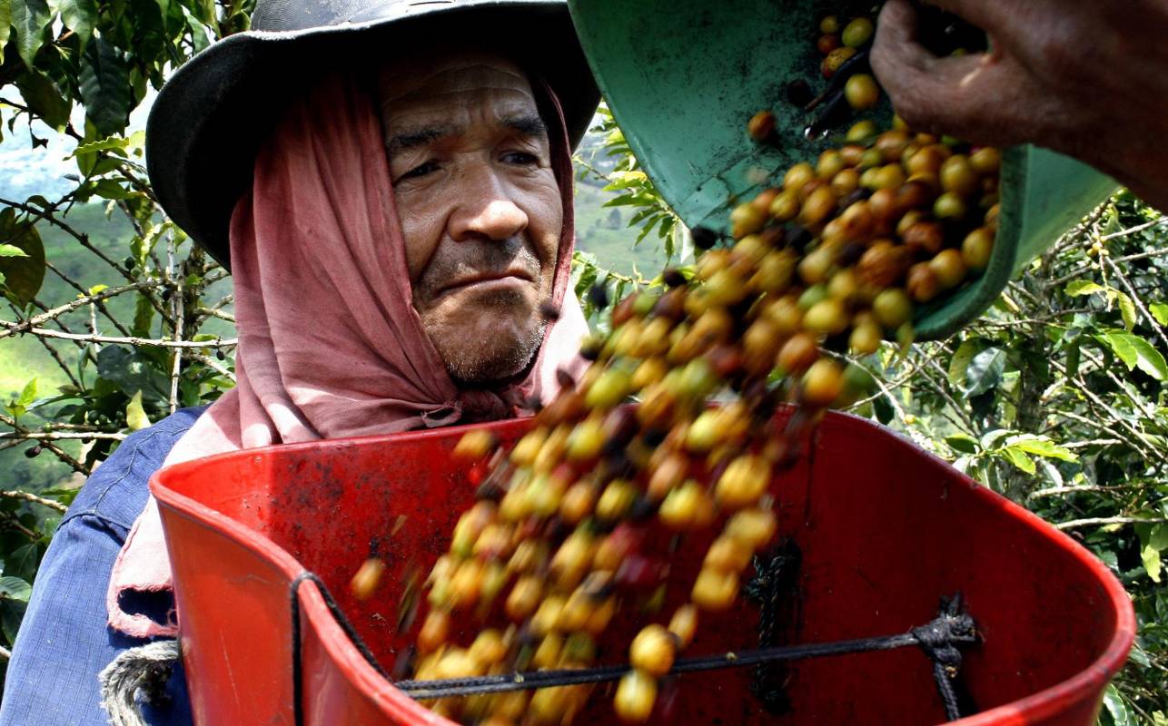 Existe la posibilidad del que el café Colombiano deje de cotizar en la bolsa de Nueva York. Los caficultores piden al gobierno medidas de urgencias como el apoyo directo al preció que se mantiene por debajo de un dólar la libra. Foto: Manual Saldarriaga Quintero