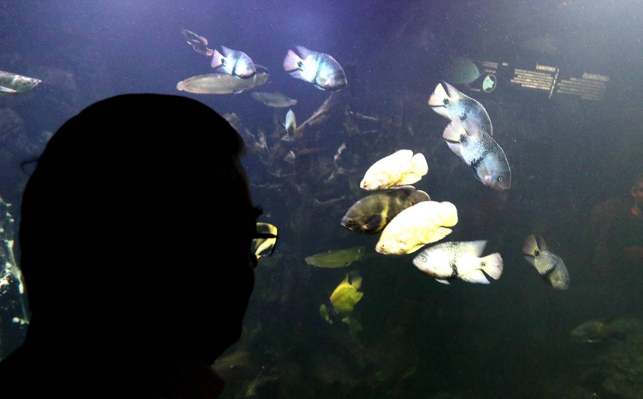 580 mil litros de agua llenan las peceras, que permiten apreciar la exuberancia del ecosistema hídrico y faunístico colombiano. Foto: Julio César Herrera