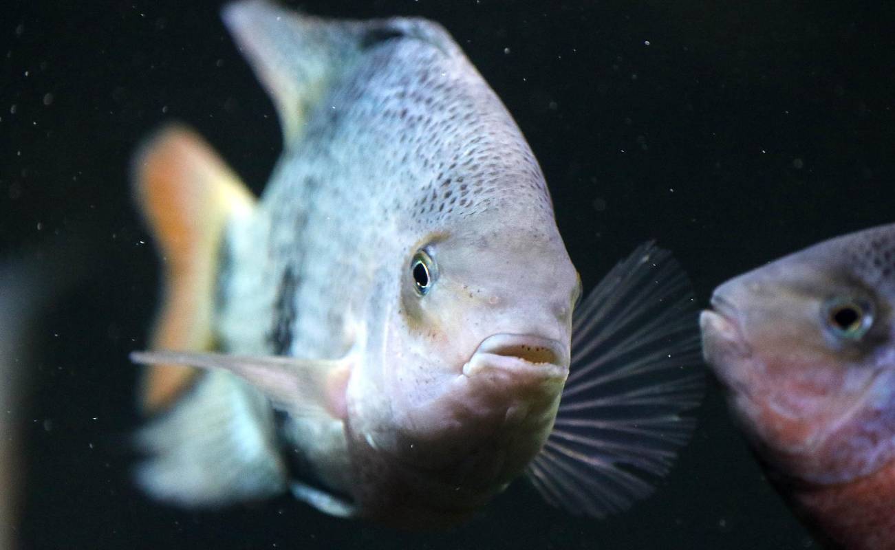  Especies de cíclidos, que se caracterizan por ser muy coloridas y vistosas, son una de las familias más importantes de peces suramericanos. Foto: Julio César Herrera