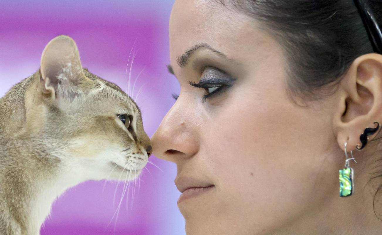 Este singapura posa con su dueña nariz con nariz. FOTO AP