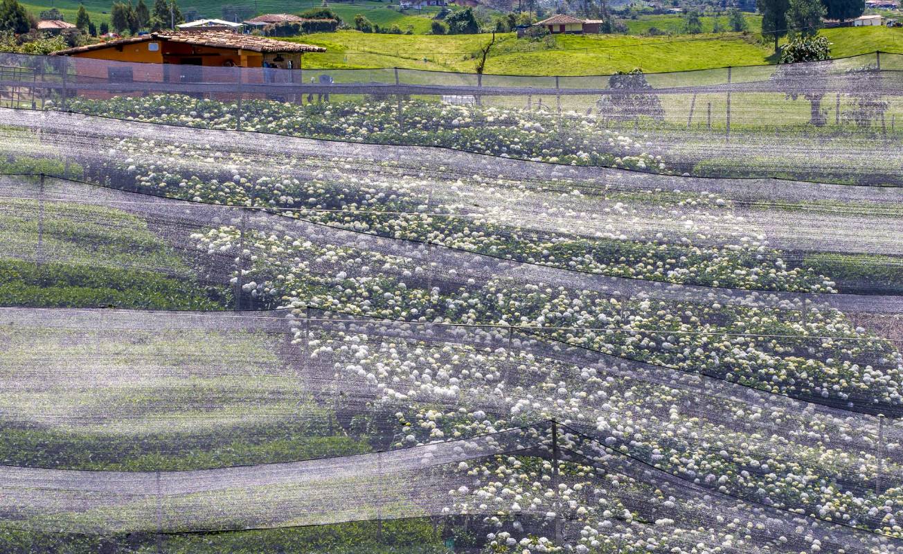 Uno de los picos más altos de la venta de flores está en abril, pero ante el confinamiento este mes se da por perdido. FOTO JUAN ANTONIO SÁNCHEZ OCAMPO