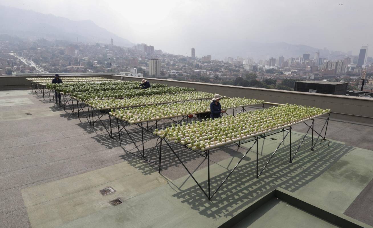 El programa de emprendimiento Aura Hidroponía busca expandir estos cultivos en balcones y terrazas de la cuidad. Se pueden producir flores, hortalizas y aromáticas. Foto: Manuel Saldarriaga Quintero