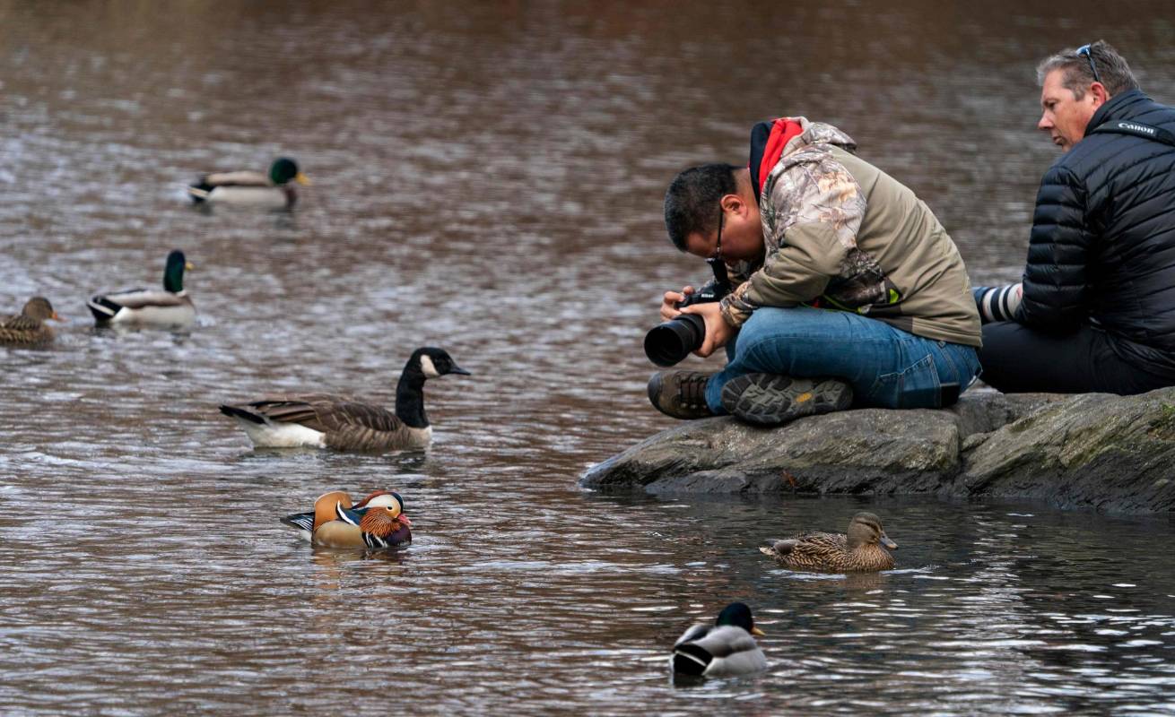 Aunque su hábitat natural se encuentra en China y Japón, a miles de kilómetros de Manhattan y atravesando el océano Pacífico, este pato mandarín es ahora visto regularmente entre las especies de aves del Central Park en Estados Unidos. Los zoológicos de la ciudad dicen que entre sus animales no tienen registro de esta especie. Foto: AFP