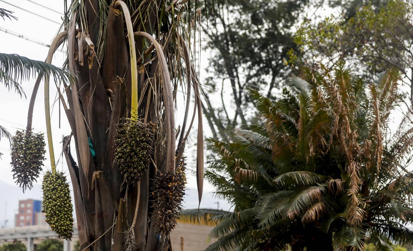 Palmera trasplantada sector Contegral. Foto Jaime Pérez