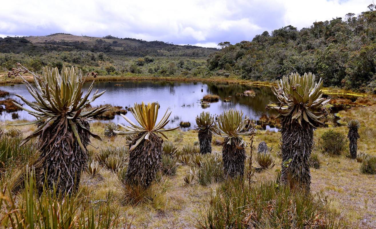 Conocido por muchos como el Páramo de Belmira, es el más cercano a Medellín. Su belleza contrasta con su importancia: allí nace el agua que llega a municipios del Norte de Antioquia e, incluso del Valle del Aburrá, y de los que se abastecen unos 64 mil habitantes del Norte y unos 980 mil del Área Metropolitana. Fotos: Juan Antonio Sánchez.