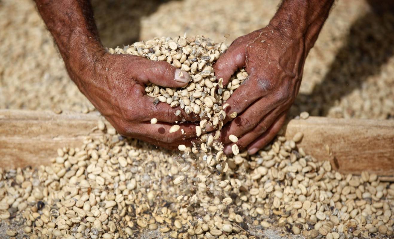 Existe la posibilidad del que el café Colombiano deje de cotizar en la bolsa de Nueva York. Los caficultores piden al gobierno medidas de urgencias como el apoyo directo al preció que se mantiene por debajo de un dólar la libra. Foto: Manual Saldarriaga Quintero