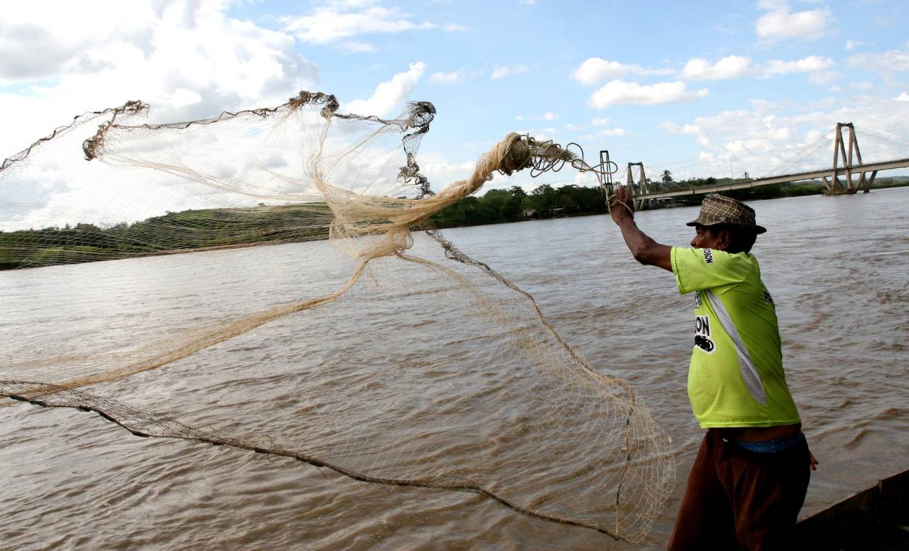 Los peces del Bajo Cauca, Nordeste y Magdalena Medio, en su mayoría Bagre, Tilapia negra, Bocachico y Mojarra se contaminan del mercurio. FOTO MANUEL SALDARRIAGA