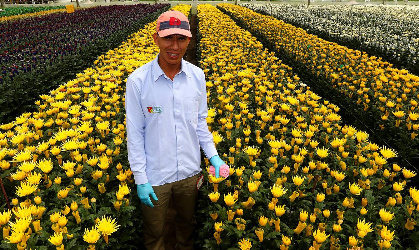  La floricultura se convierte en una de las actividades económicas que más empleo e ingresos básicos está generando para los habitantes del Oriente antioqueño. Foto: Julio César Herrera