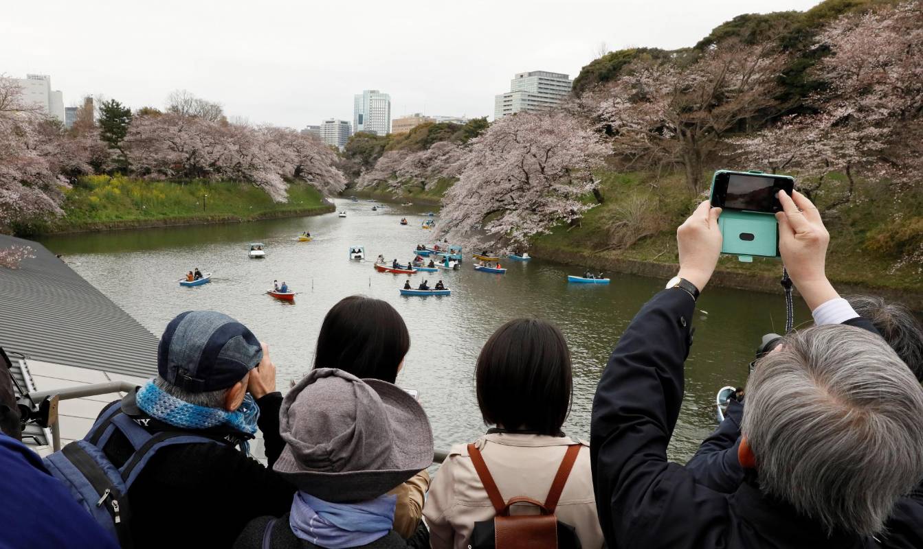 Una semana después de la aparición de los primeros capullos en Tokio, miles de personas salieron a celebrar que el tiempo de “sakura” ha alcanzado su plenitud en la ciudad, trayendo consigo una espectacular estampa de rosa y blanco. FOTO EFE