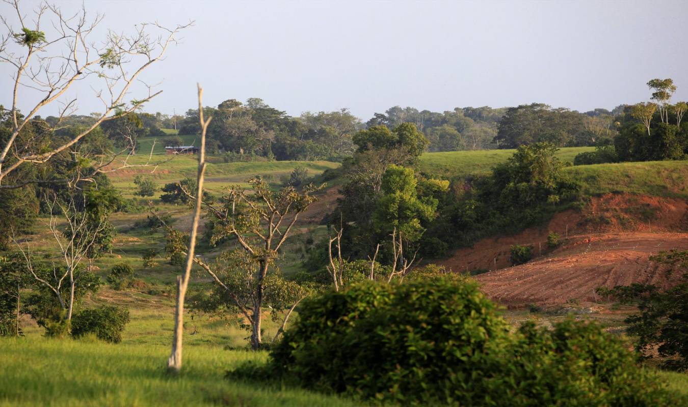 Por lo menos 15 minas en Antioquia, reforestan los terrenos que son dragados para extraer el oro. Una de las minas que son pioneras en este tema es la mina Las Palmas, ubicada en el municipio de Caucasia. FOTO MANUEL SALDARRIAGA