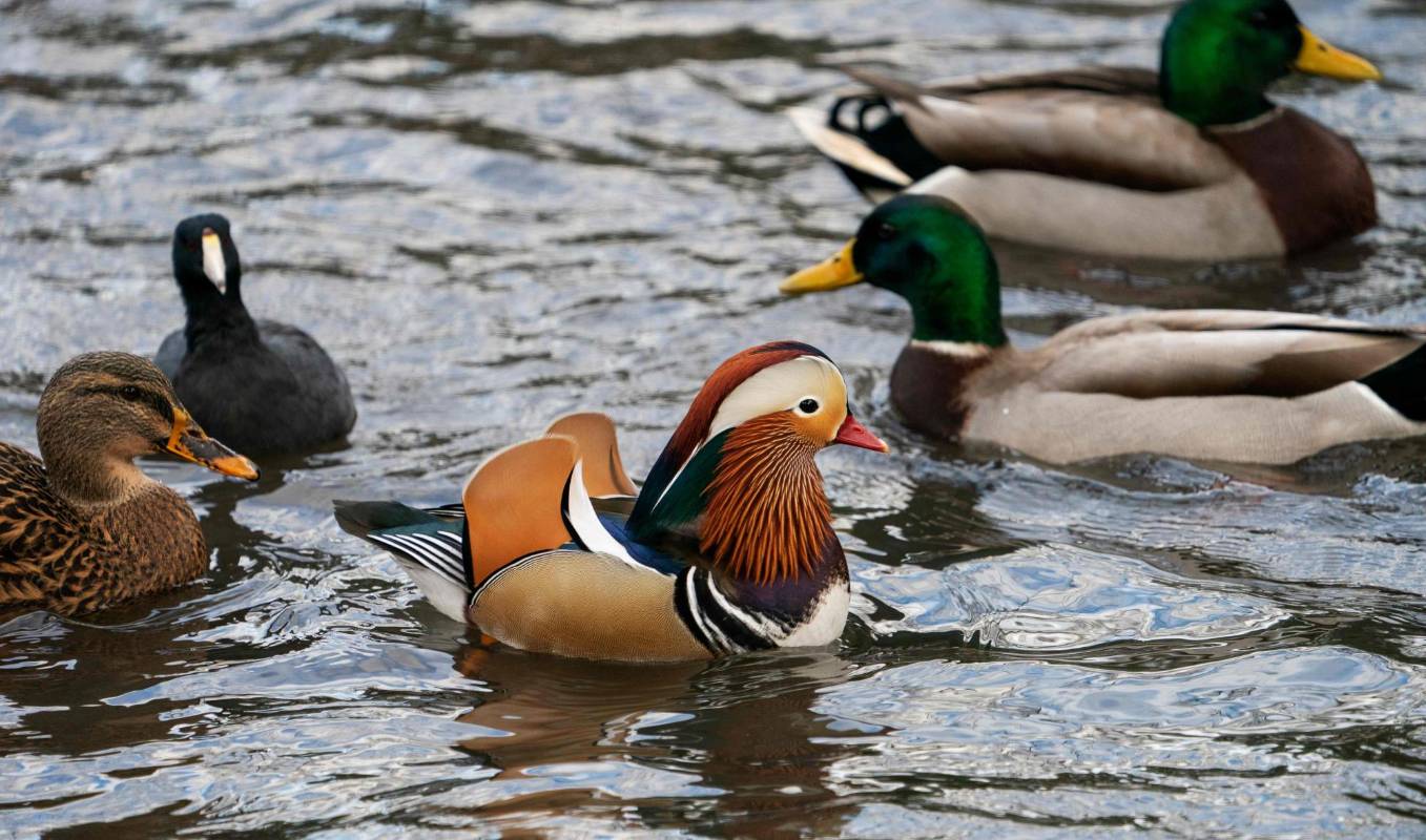 Aunque su hábitat natural se encuentra en China y Japón, a miles de kilómetros de Manhattan y atravesando el océano Pacífico, este pato mandarín es ahora visto regularmente entre las especies de aves del Central Park en Estados Unidos. Los zoológicos de la ciudad dicen que entre sus animales no tienen registro de esta especie. Foto: AFP