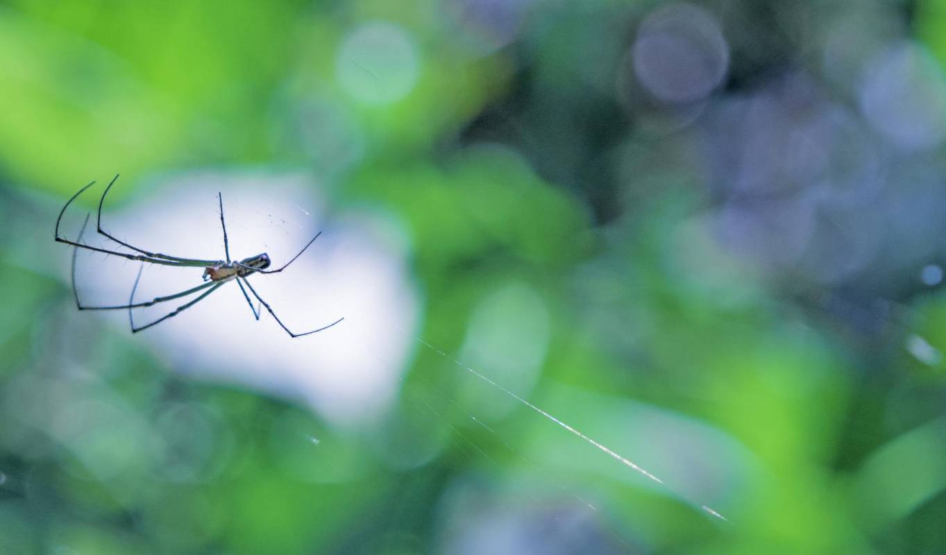 Arañas y libélulas fueron fotografiadas en su ambiente natural en el sector El Salado de Envigado Foto: Julián Esteban Betancourt. Comparta sus fotos aquí