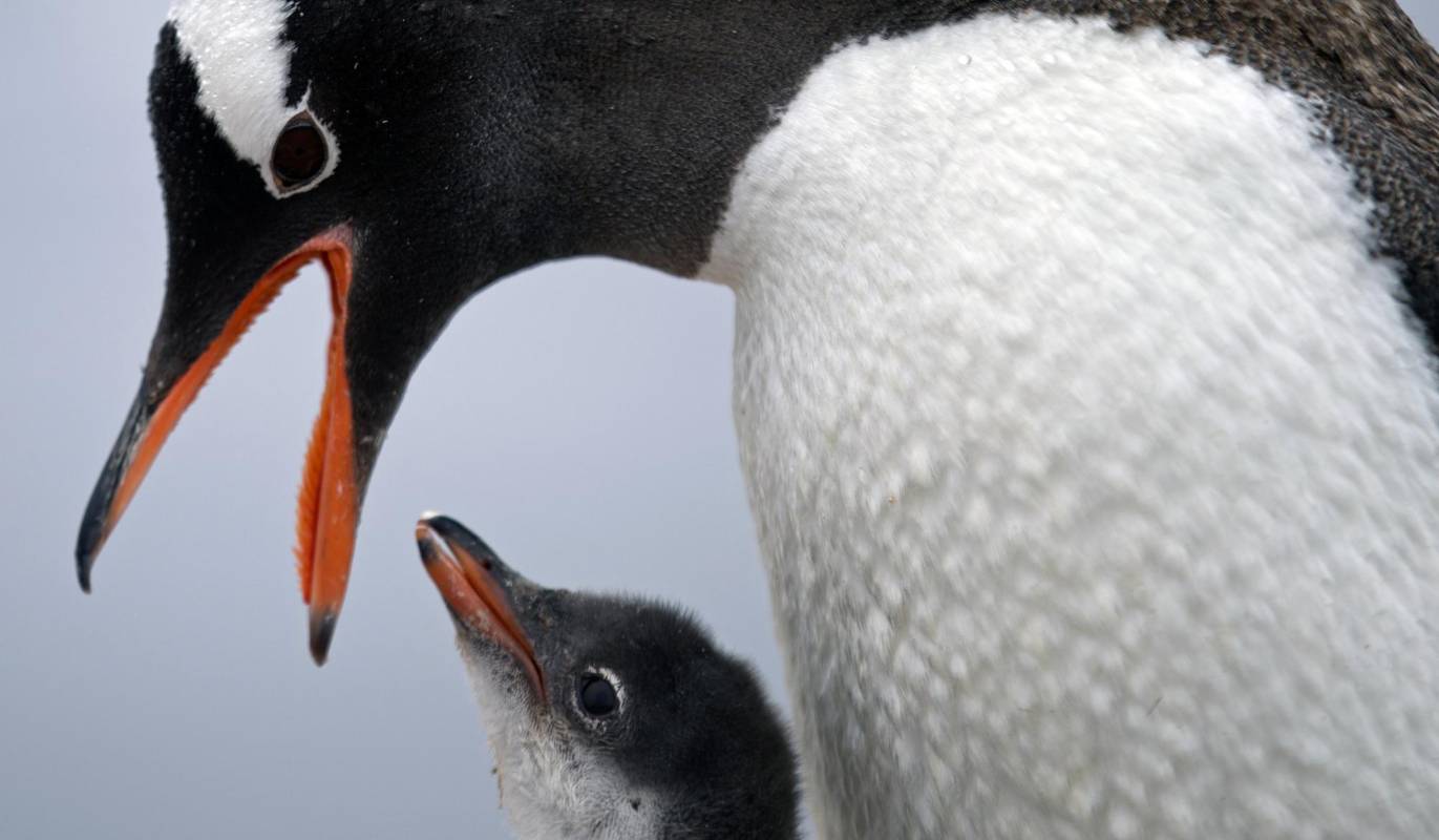 Pingüino Gentoo alimentando a su bebé en la estación de Bernardo O’Higgins en la Antártida. FOTO AP 