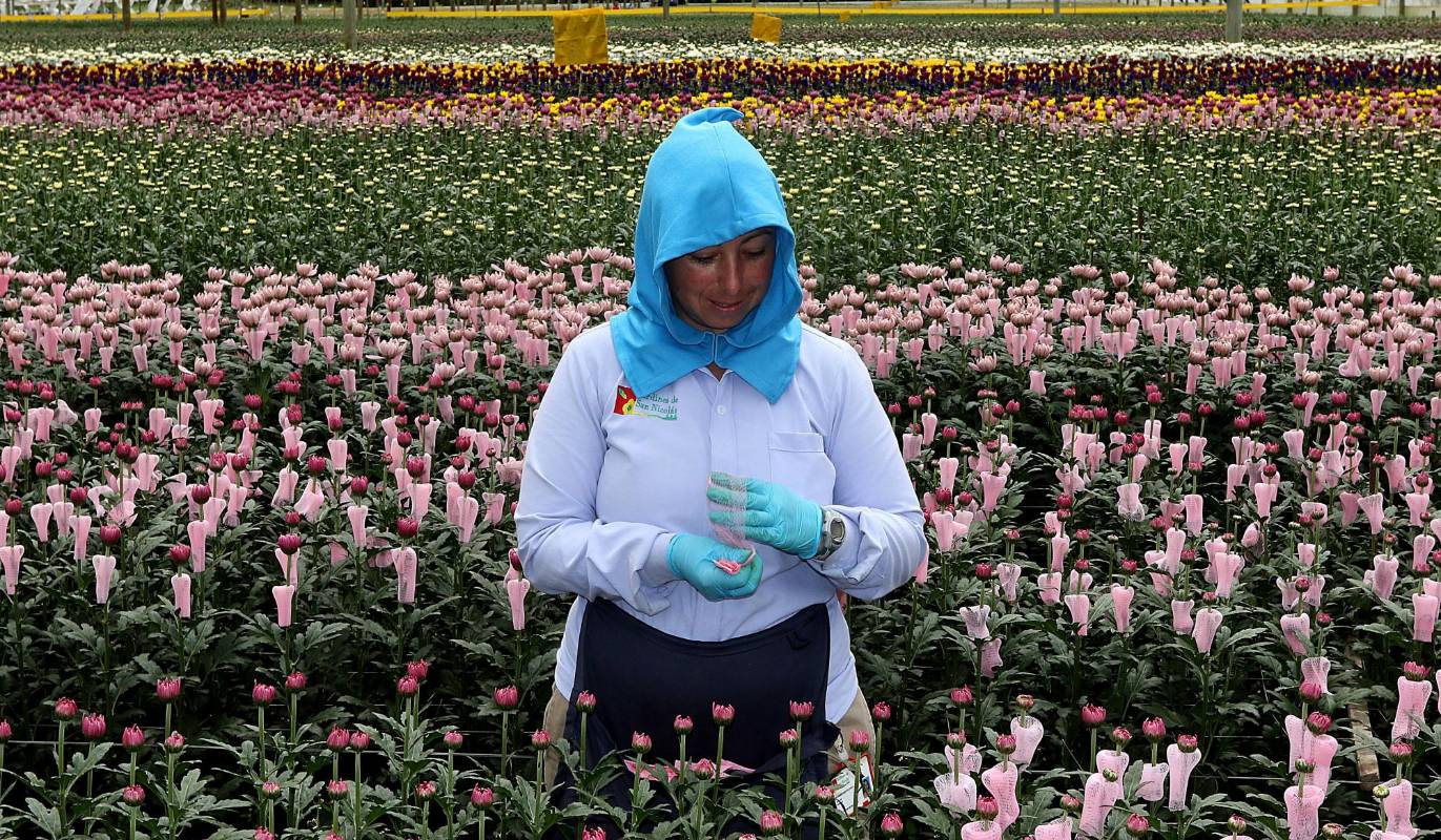 La floricultura se ha convertido en una de las actividades que mayor ingresos en el oriente Antioqueño. Foto: Julio César Herrera