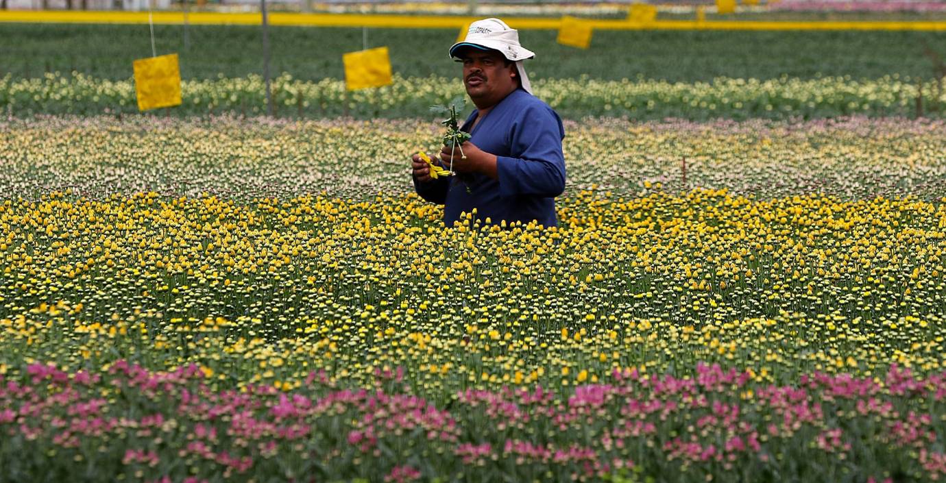  Los hombres no son los únicos empleados en este oficio las mujeres alcanzan más del 50% de mano de obra en los cultivos.Foto: Julio César Herrera