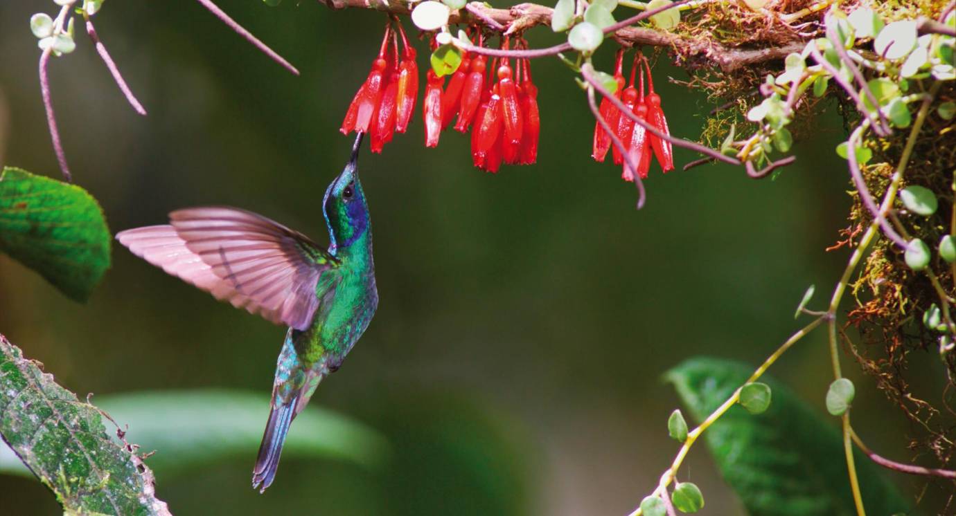 La gran mayoría de parques tienen observación de fauna y flora como, por ejemplo, el Parque Nacional Natural Amacayacu (Amazonas). FOTO Cortesía - Éxito