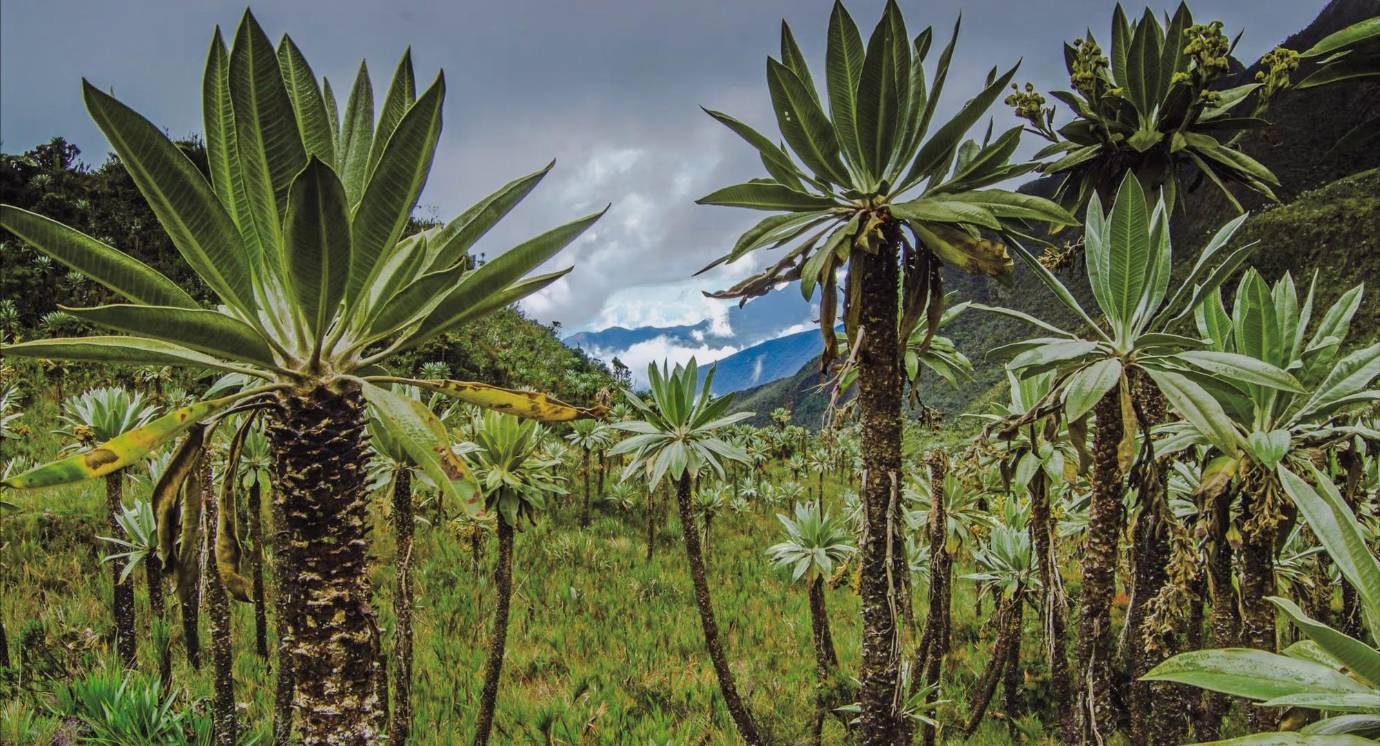 Uno de los atractivos del Parque Nacional Natural Chingaza es su cercanía con la capital del país. FOTO Cortesía - Éxito
