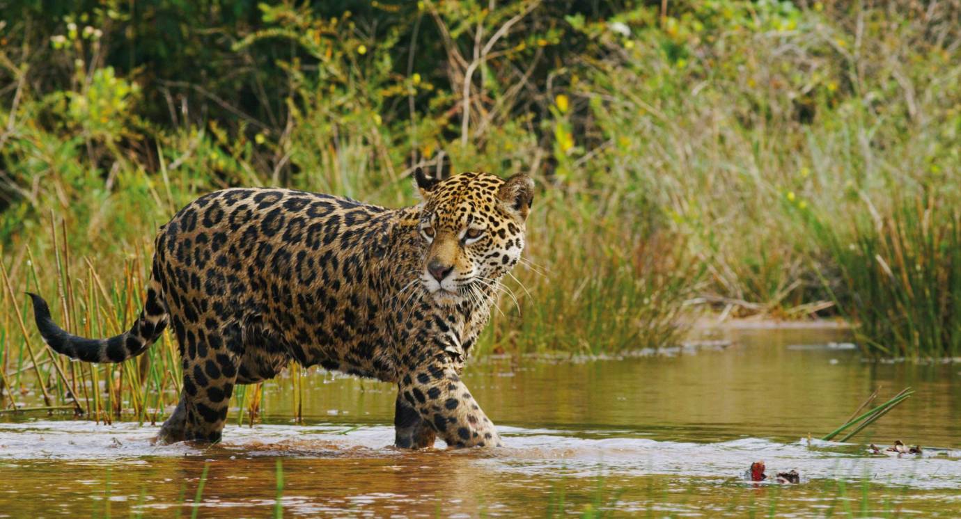 Un parque nacional es una área de autorregulación ecológica y cuyos ecosistemas no han sido alterados por la explotación u ocupación humana. FOTO Cortesía - Éxito 