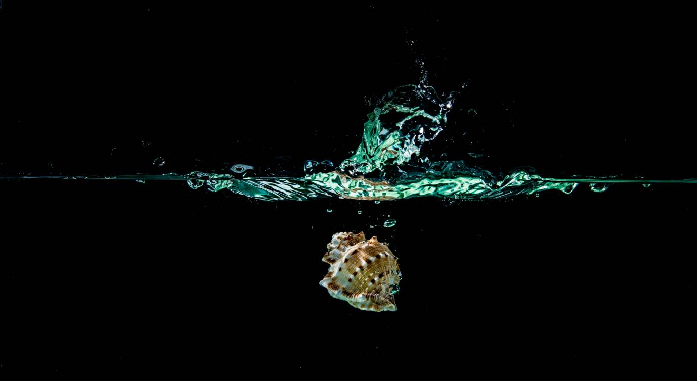 “Su creación es un congelado con flash que crea texturas dinámicas de fluidos. La hidrodinámica de las conchas genera distintas formas en el agua”, afirmó el fotógrafo. FOTO Carlos Ramírez