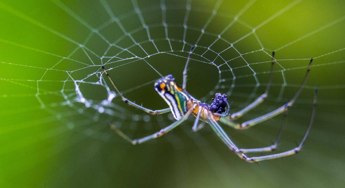 La macro fotografía nos ofrece un nuevo mundo de posibilidades para observar diferente, como nunca lo habíamos visto antes. Foto: Julio César Herrera
