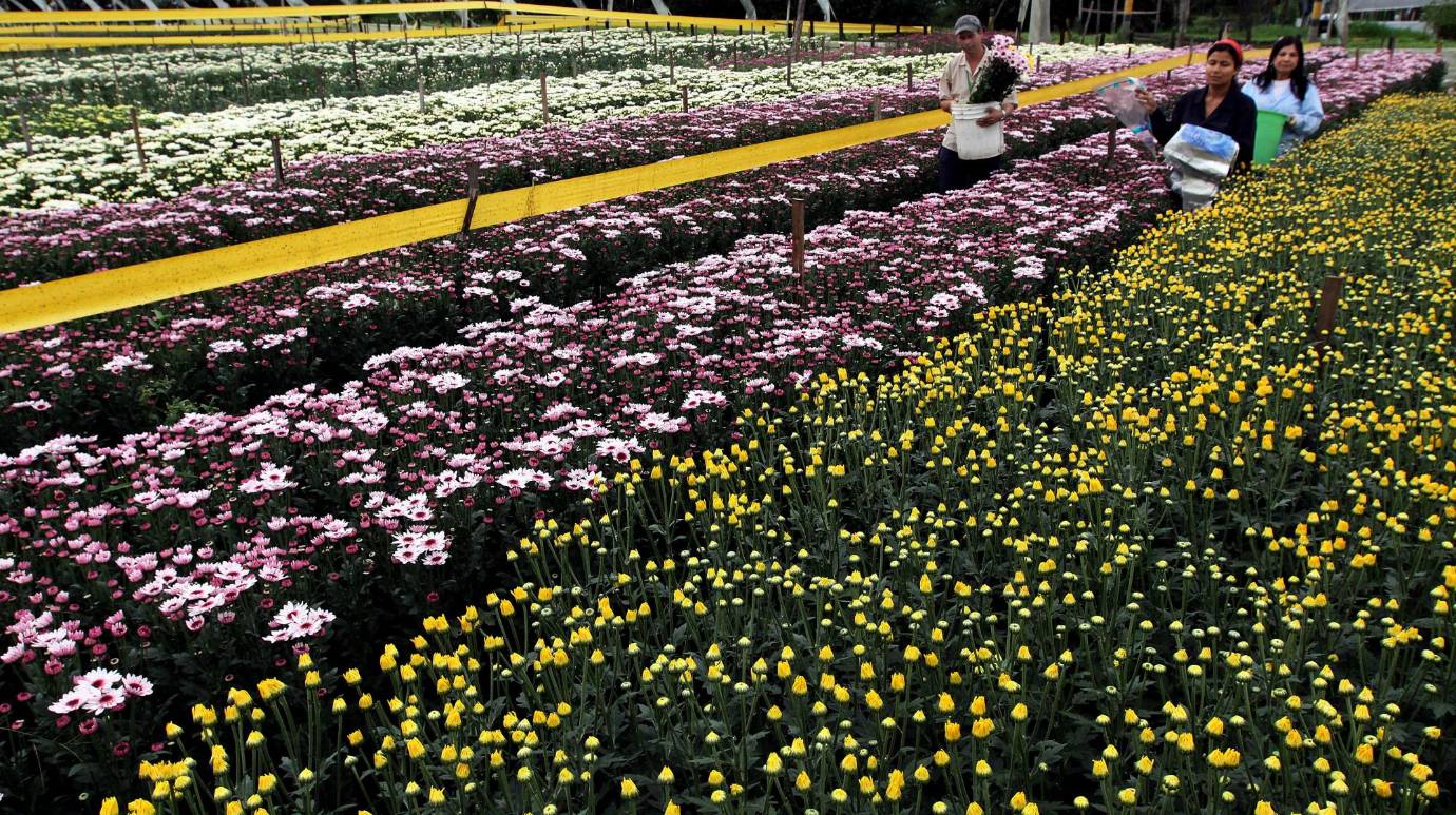 El día de la madre se convierte en el de mayor producción por esta razón los cultivadores se preparan para dicha fecha. Foto: Julio César Herrera