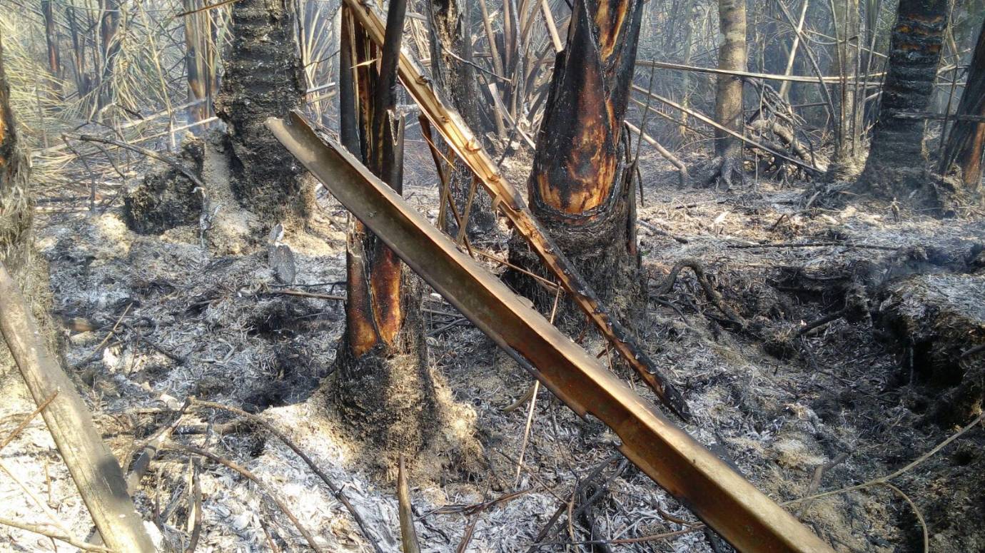 Una tragedia ambiental ocurre en la selva chocoana en límites con el departamento de Antioquia. FOTO CORTESÍA