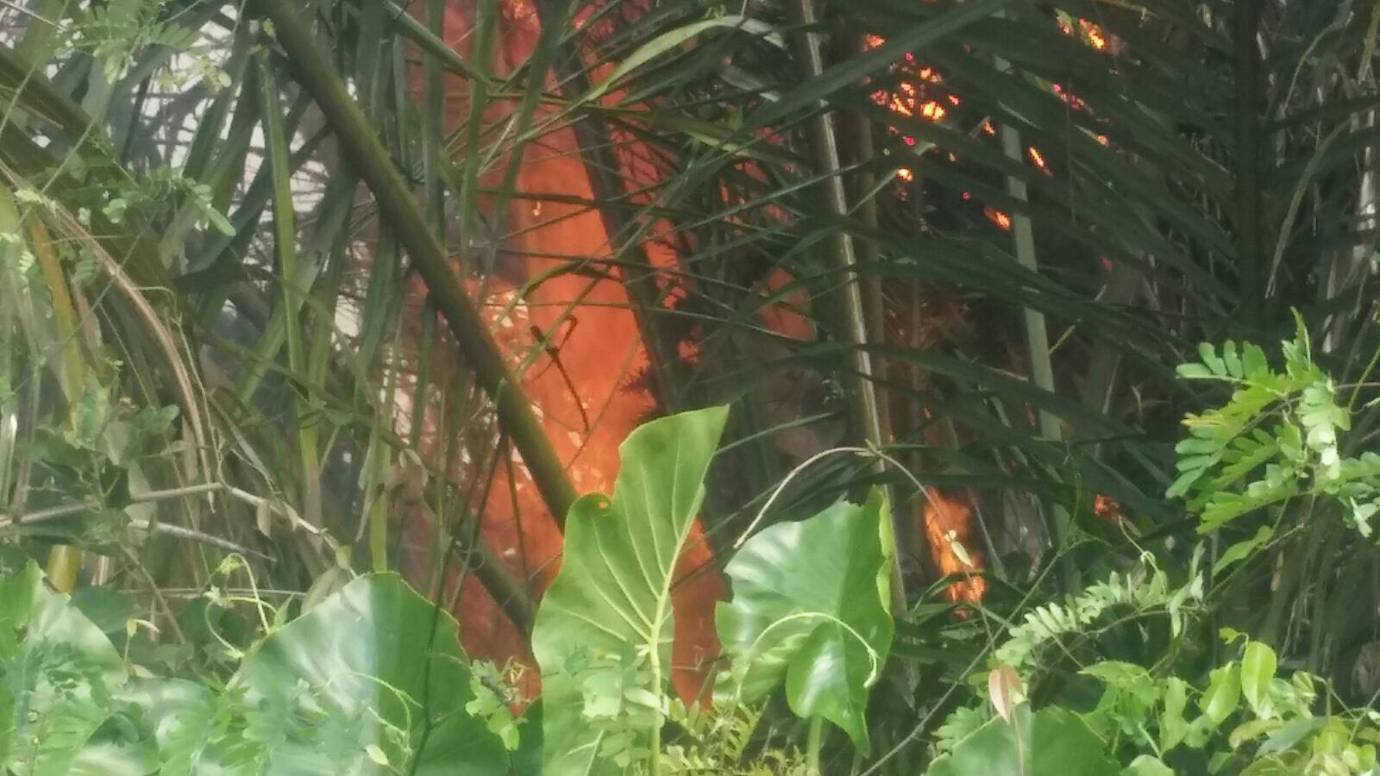 Las llamas amenazan con devastar el parque nacional de los Katíos. FOTO CORTESÍA