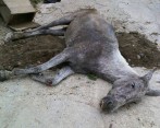 Denuncian caso de maltrato animal contra una mula en Caracolí